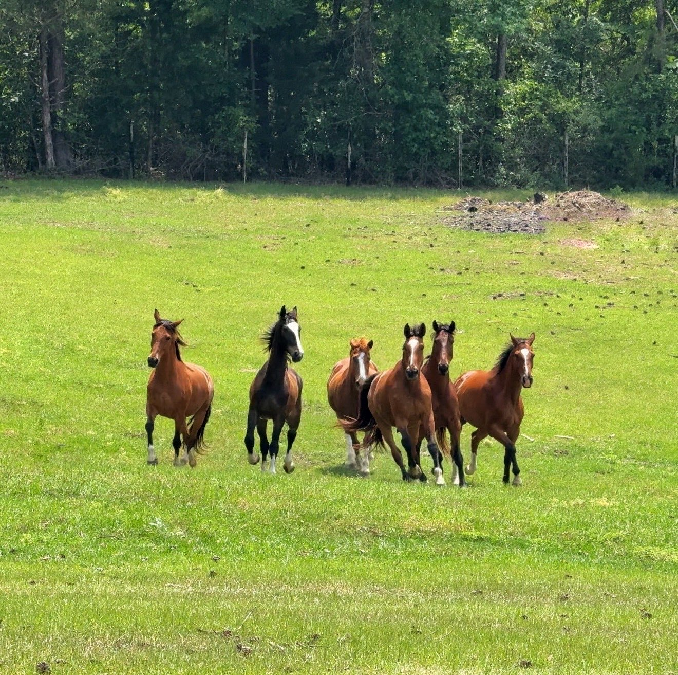 The rescue horses